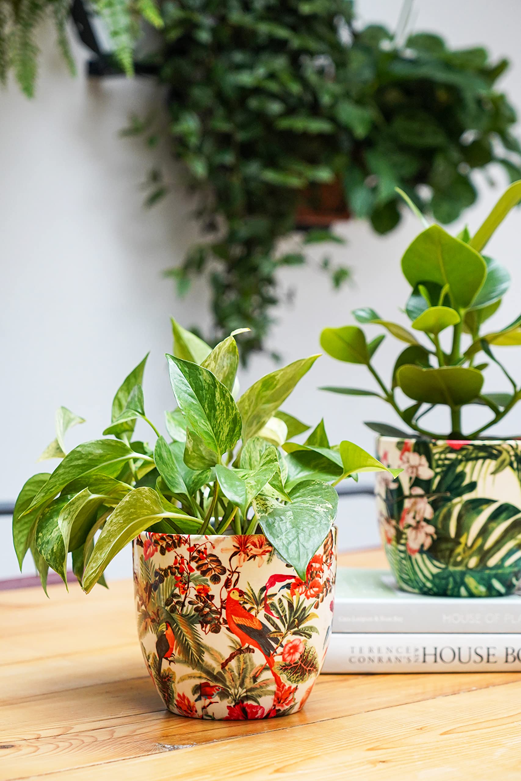 Amazon.com: Ivyline Indoor Plant Pot Monza Tropical Parrot H15.5Cm